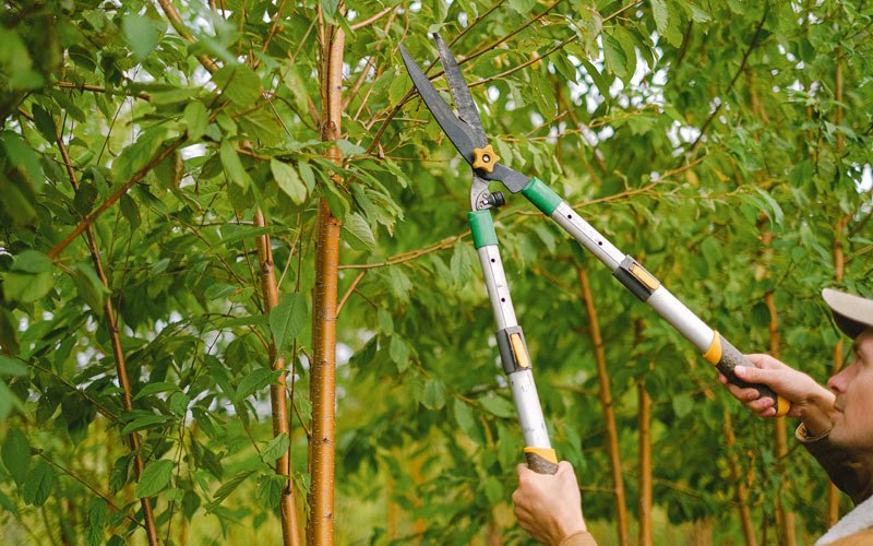 Tree trimming in Tioga, ND