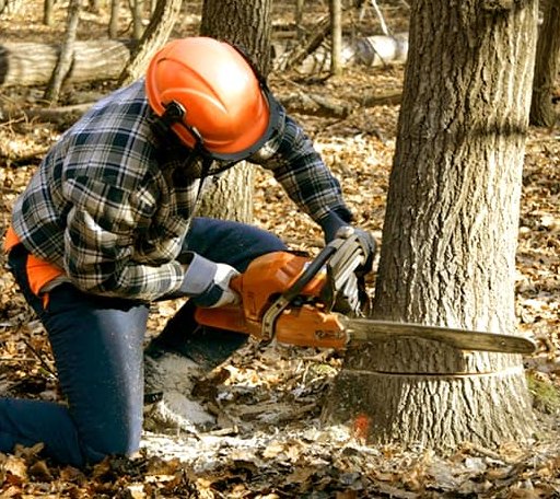 Tree Removal in Tioga, ND